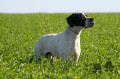 Pedigree TIRANO DA XEARA